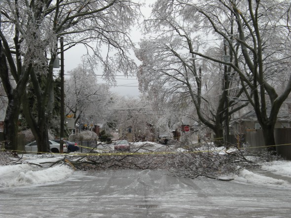 Freeman Street blocked at Dunnington by felled tree limb