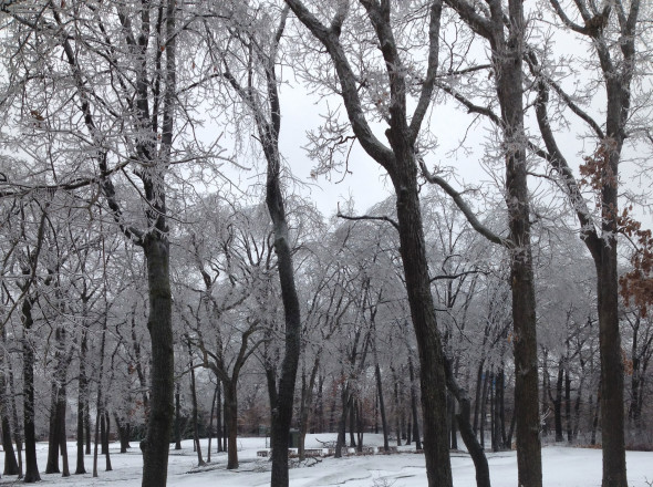 The trees that line the second and third hole of the Hunt Club, some of which will be removed starting Feb. 17. (Photos courtesy of Morgan Gallagher) 